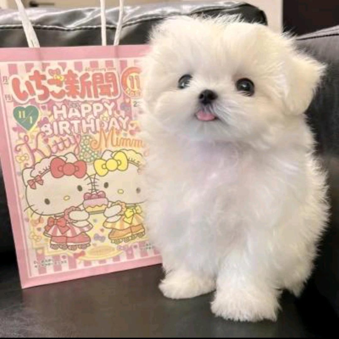 一只废柴🐱