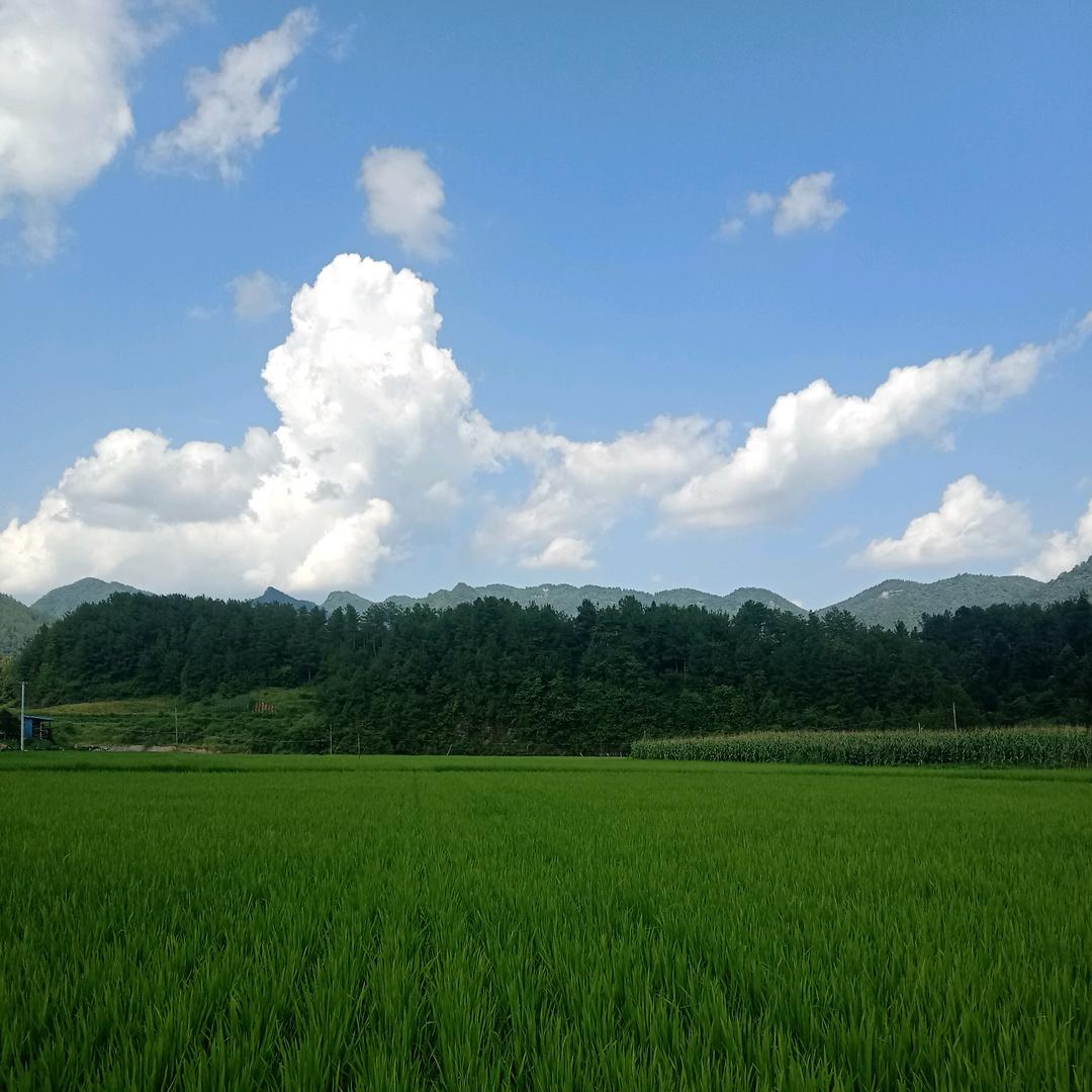 柒柒月