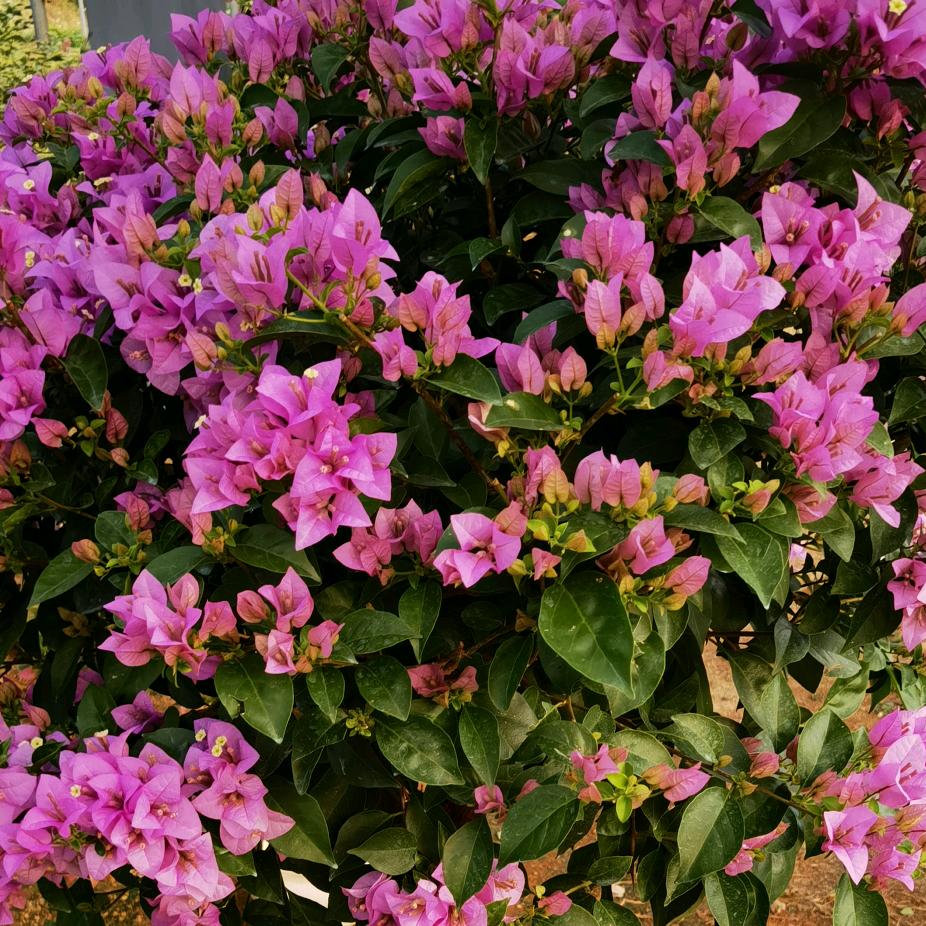 青青草三角梅花卉创意屋