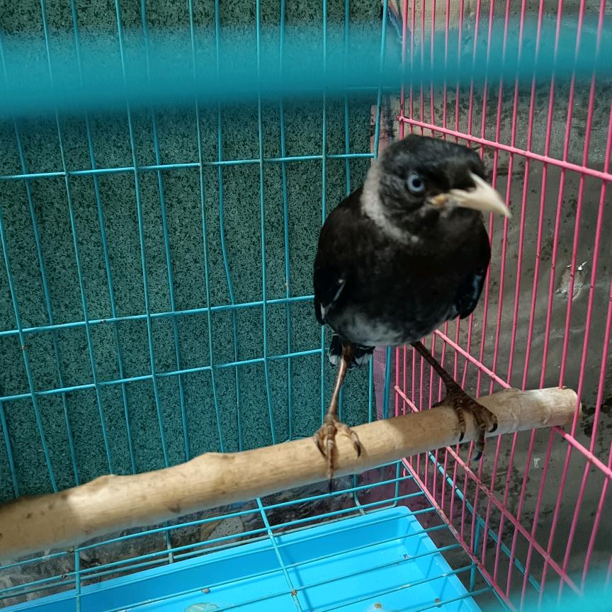 八哥鸟会说话