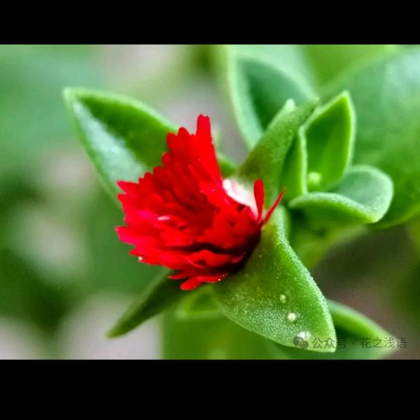 往事如云🔥🐖🔥🔥🔥