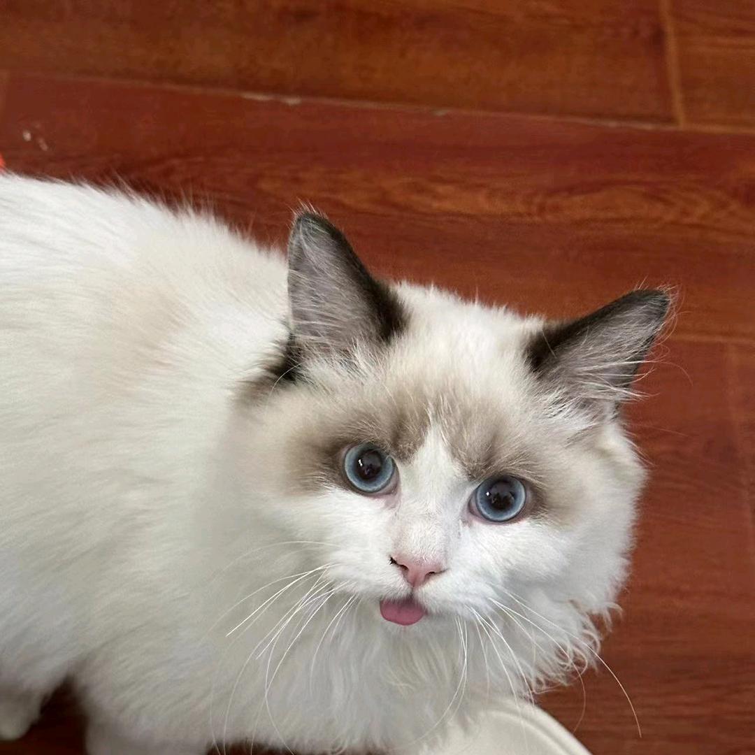 不吃葱姜蒜还不吃香菜