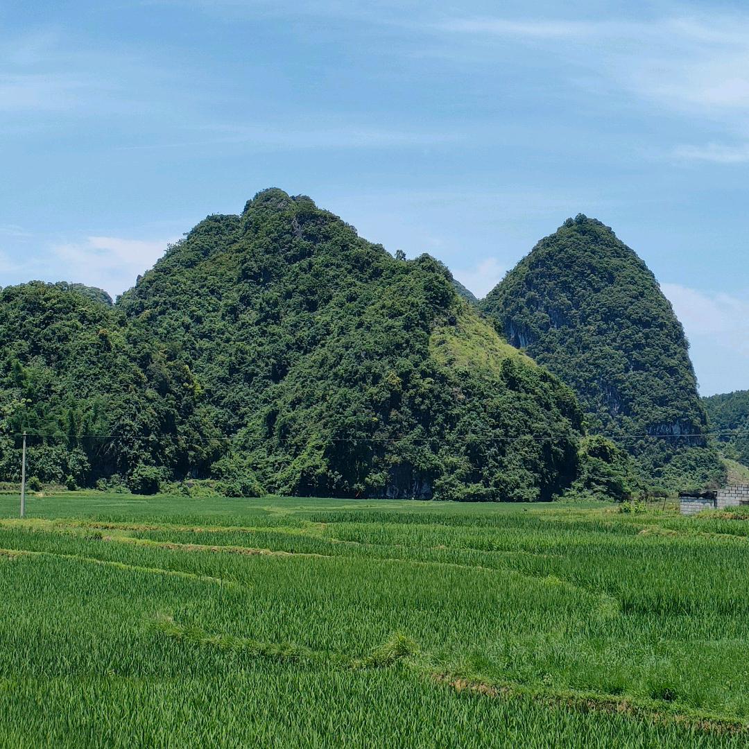 宝泉草本