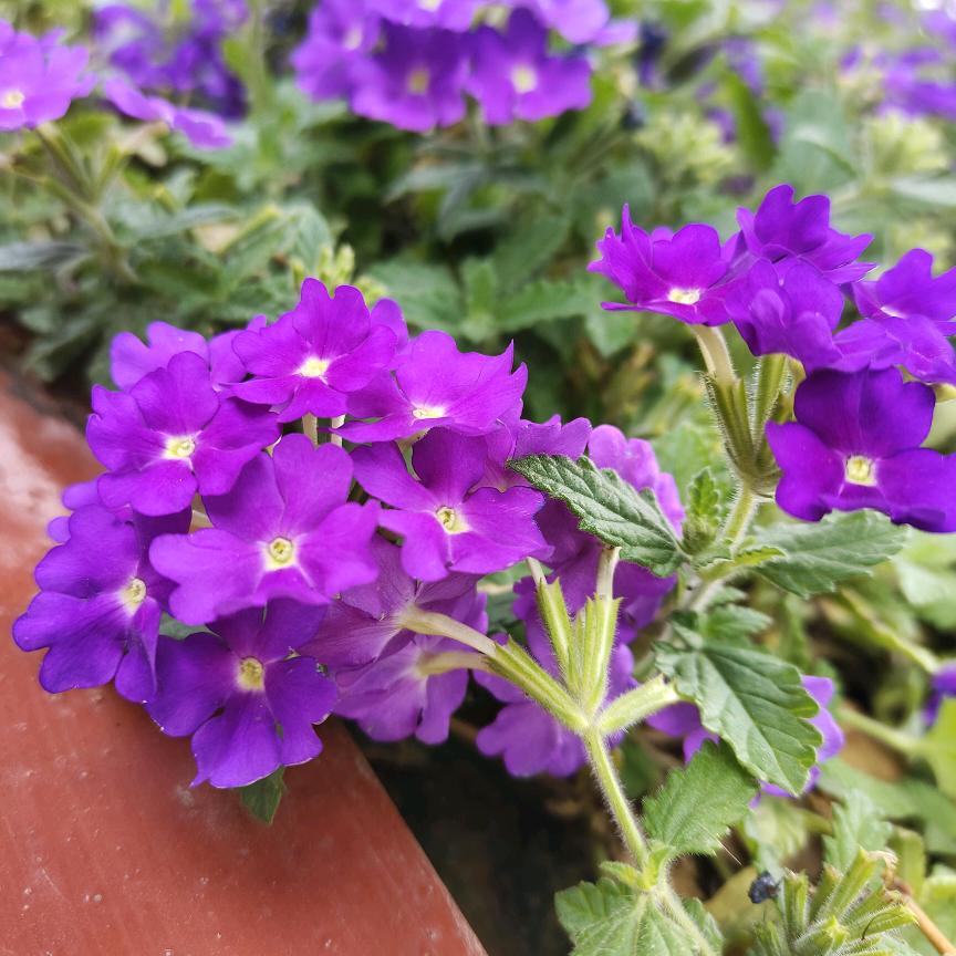 (ง •̀_•́)ง了依