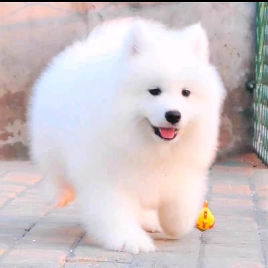 小太阳