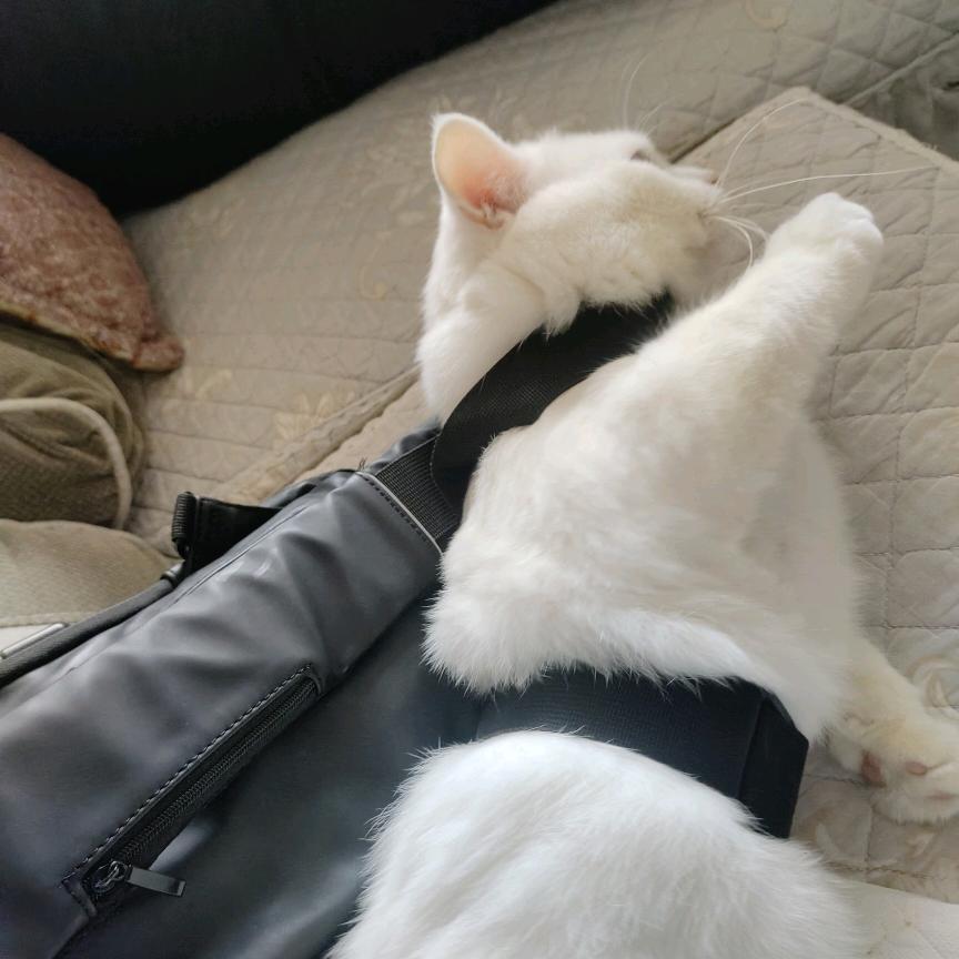 柚子香柠白月光