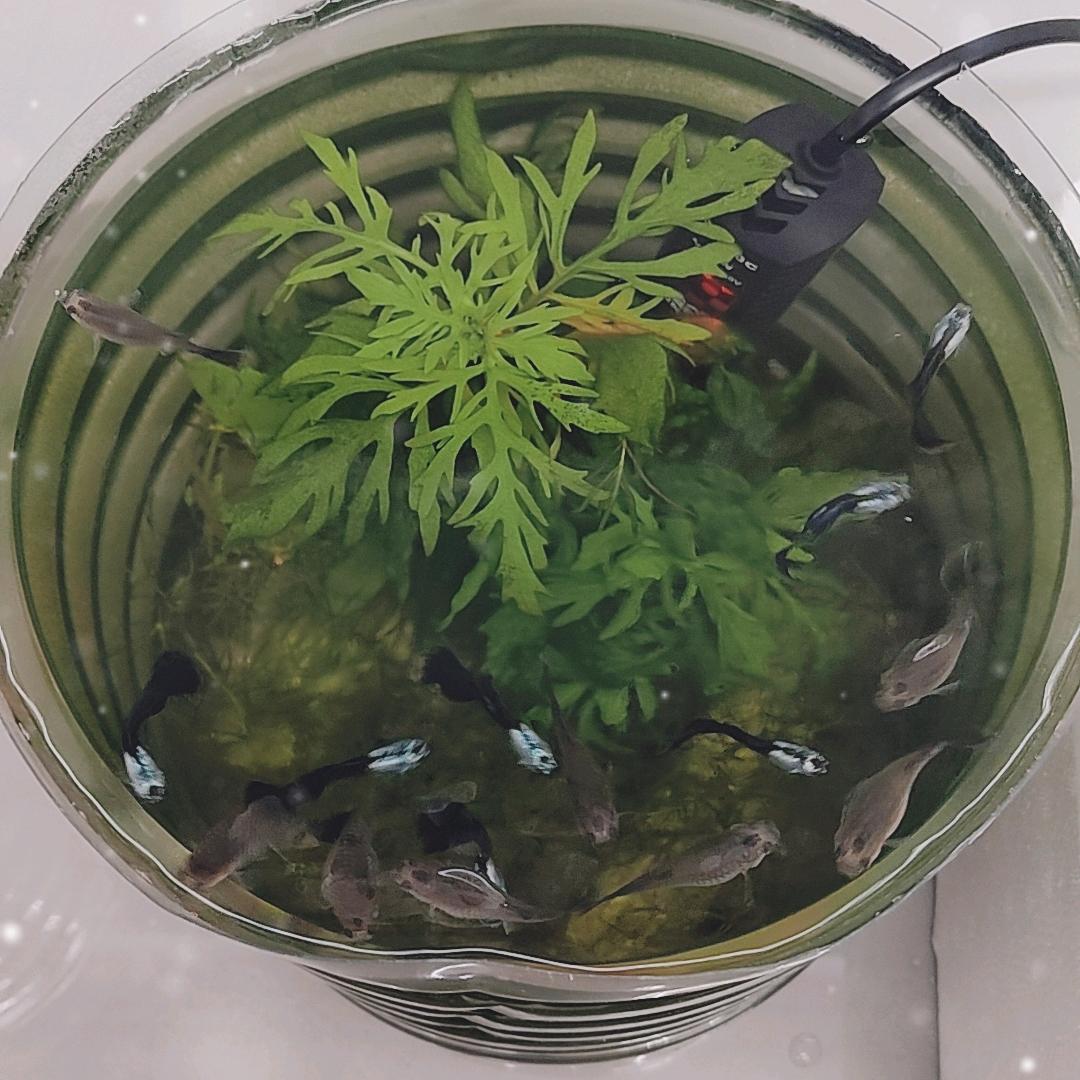 小汤爱养🐟