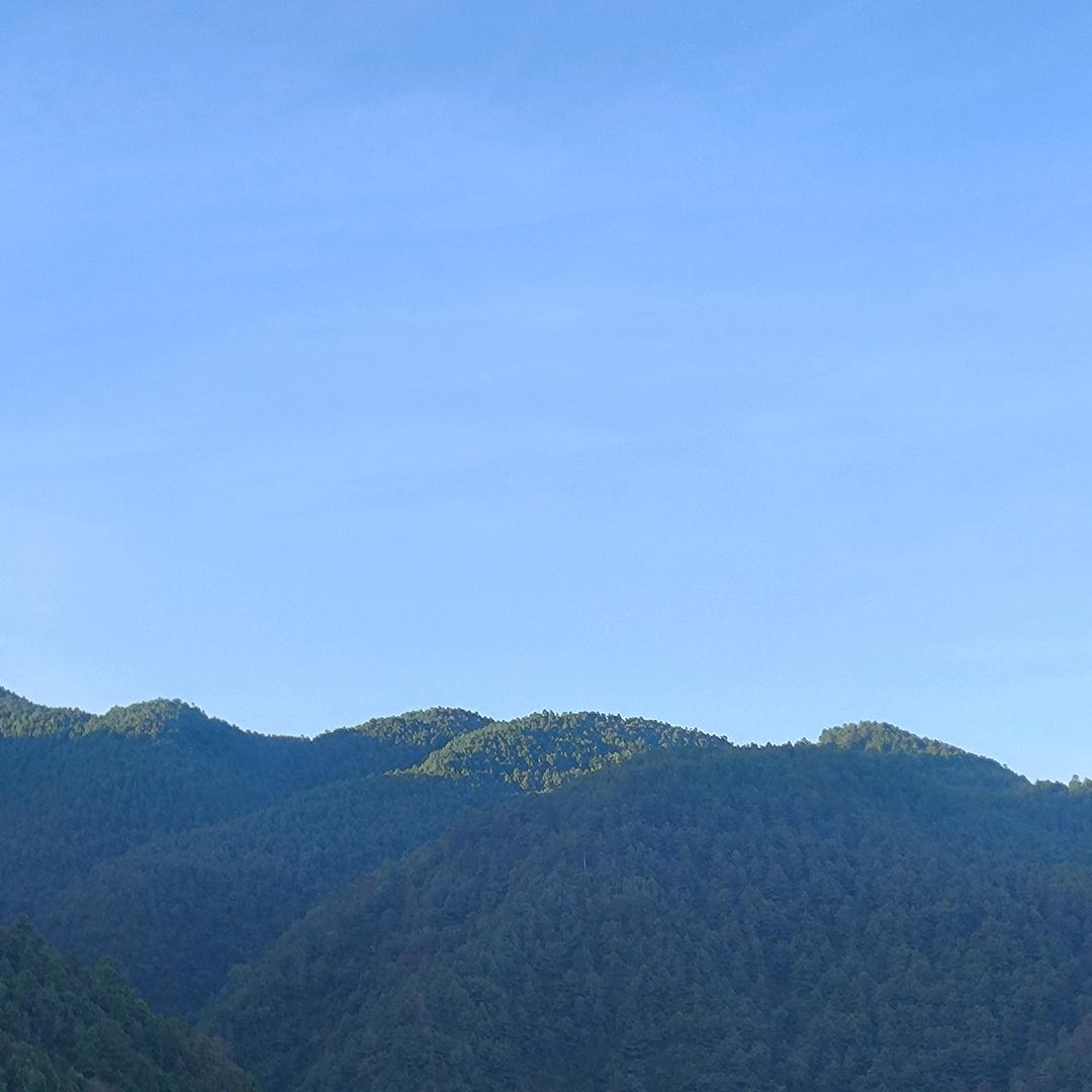山花浪漫时