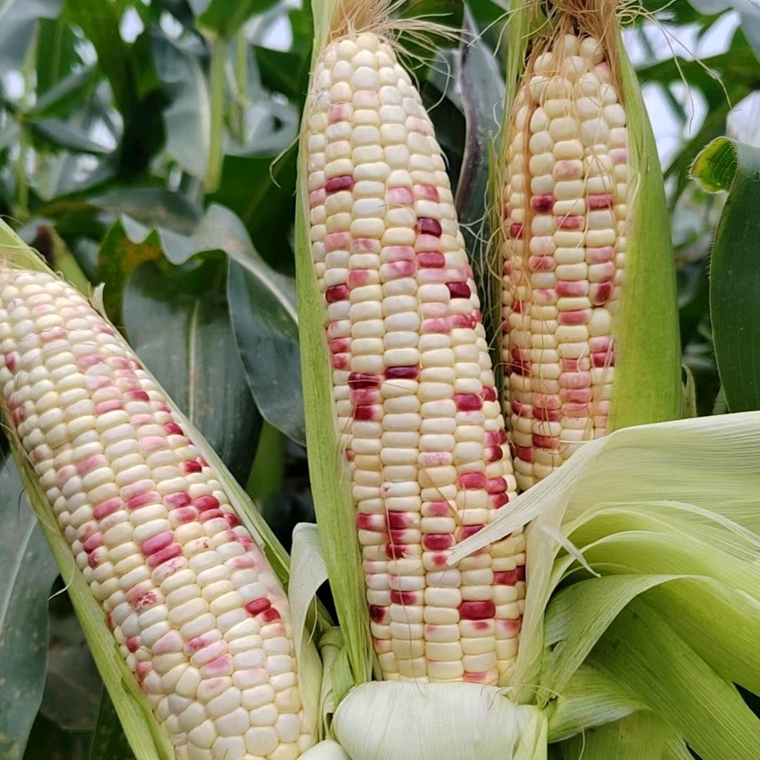 A鲜果玉米