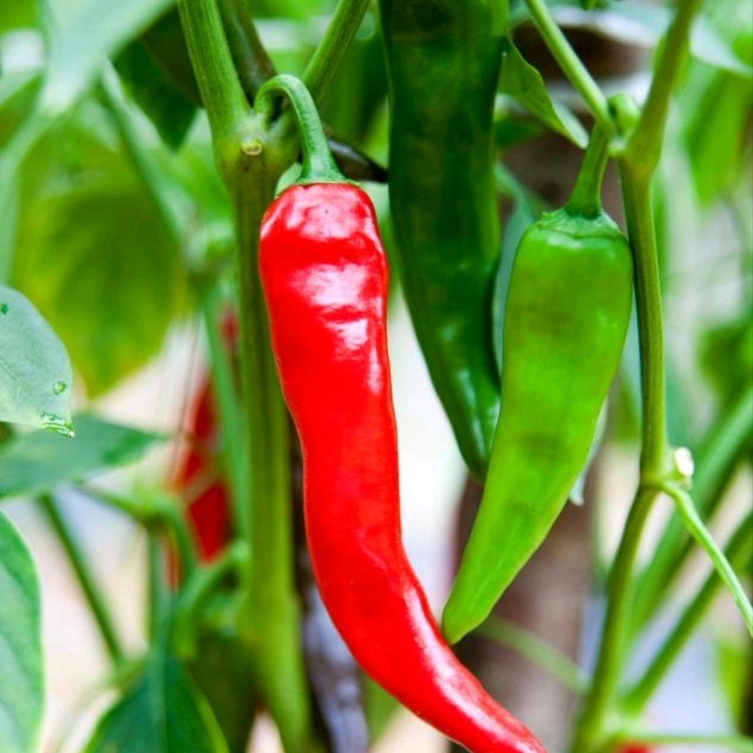 小辣🌶
