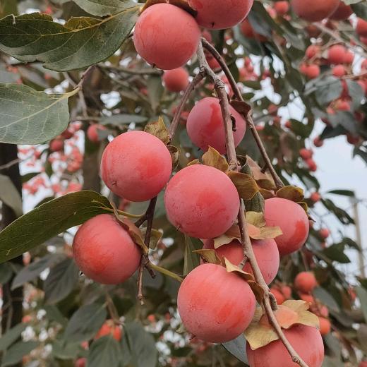 雨后阳光