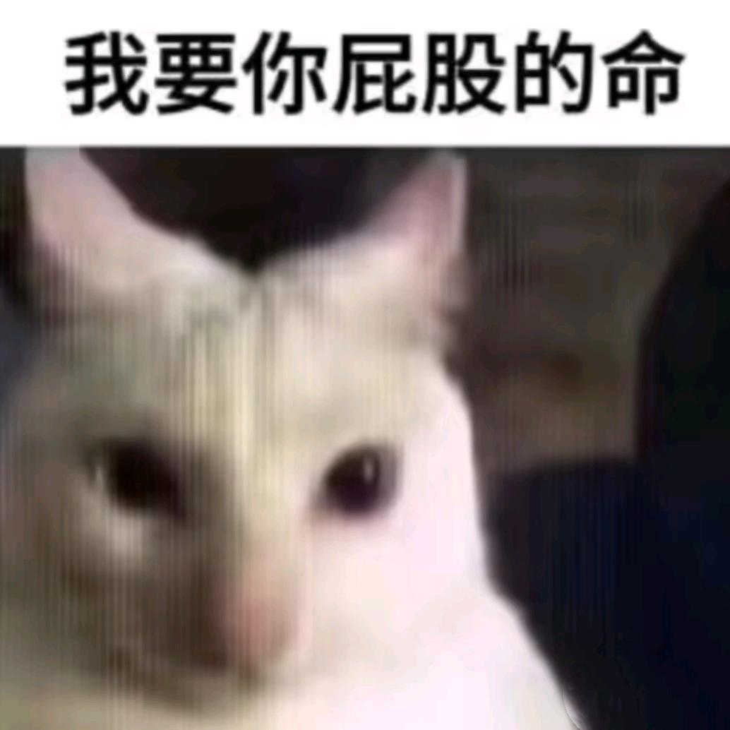 小猫得志（社恐版）