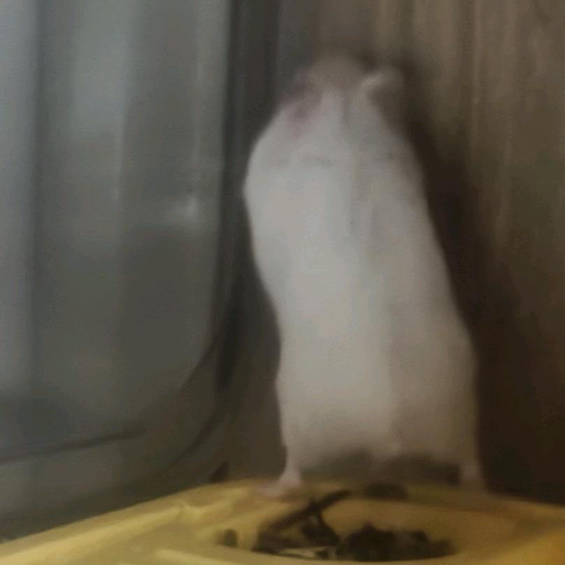 尼六舅