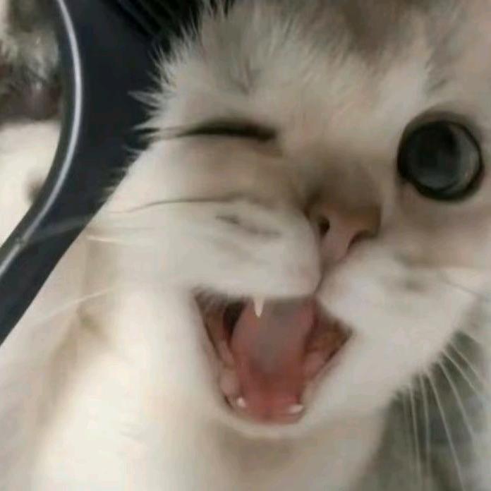 冰激凌味懒羊羊💤