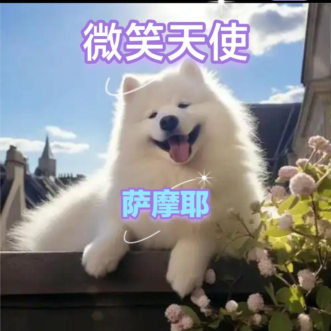 快乐滴养犬人🐶