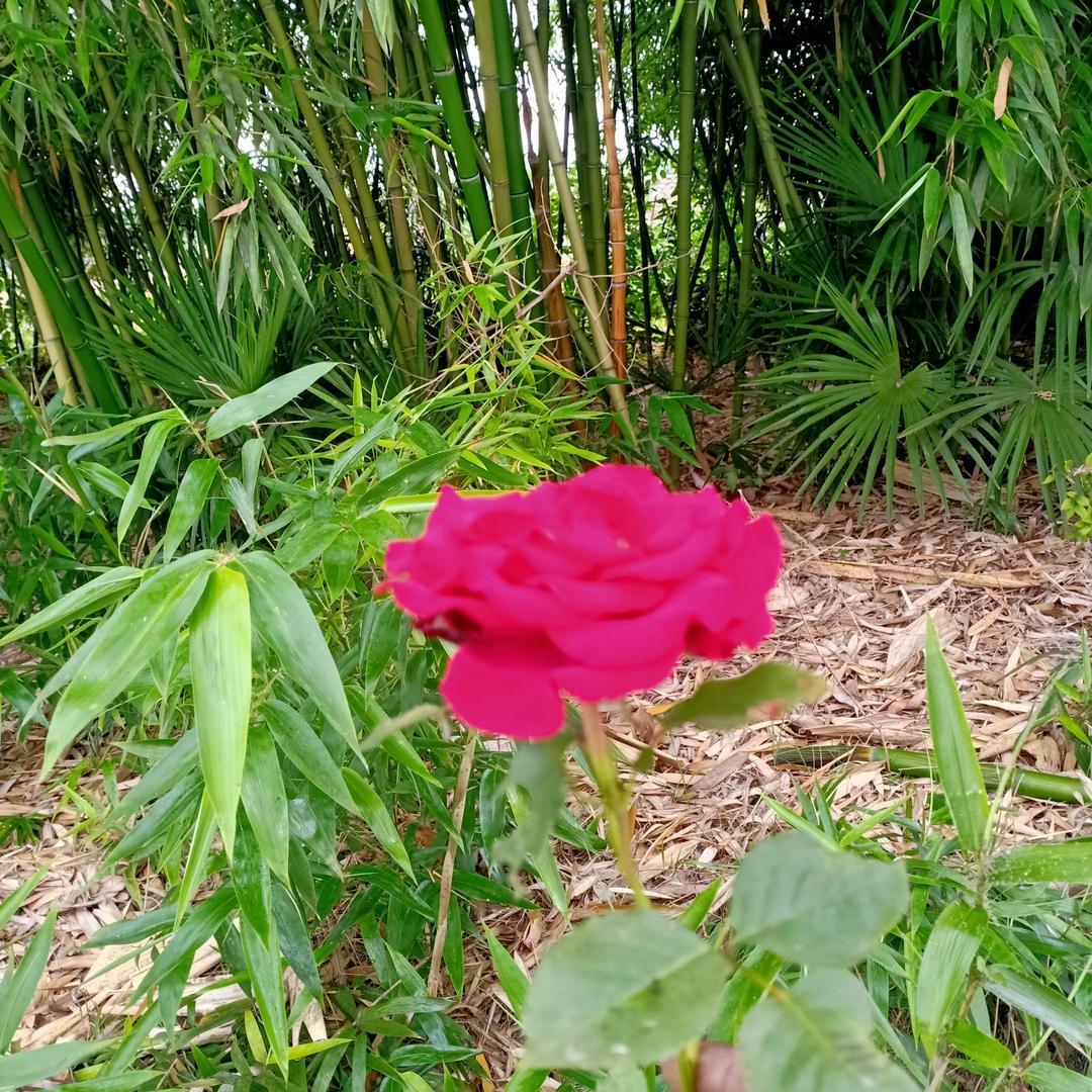天狼