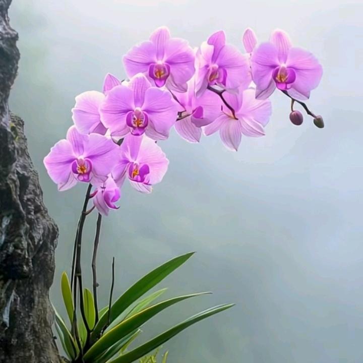 笑口常开🌸