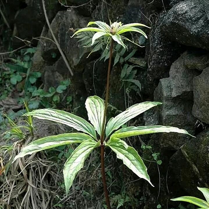 农村百草