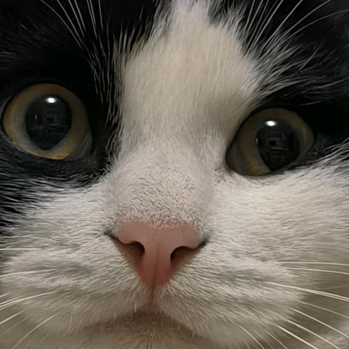 麻薯是只猫