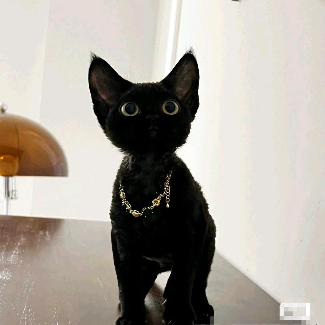 滨州流浪猫救助中心