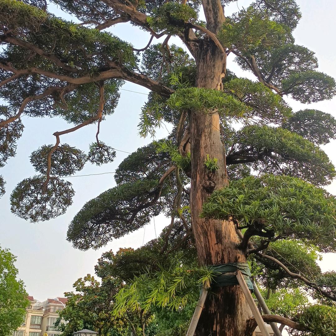 仲林