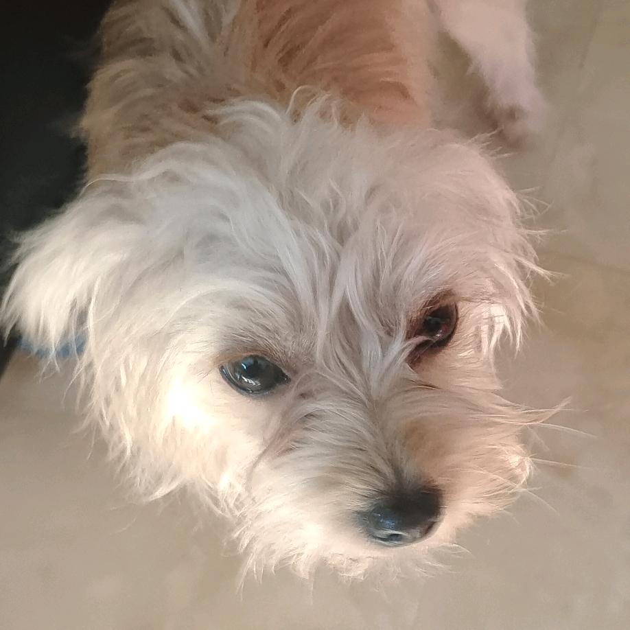 耇 犼