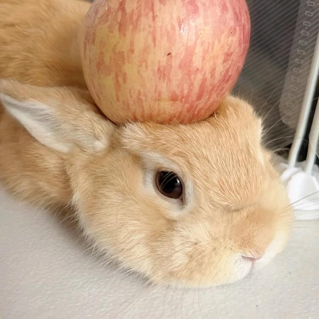 苹果垫脑