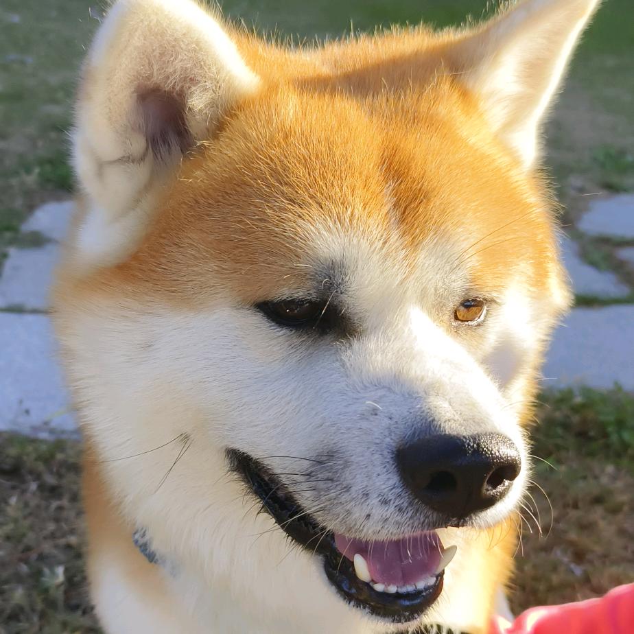 小闪电⚡