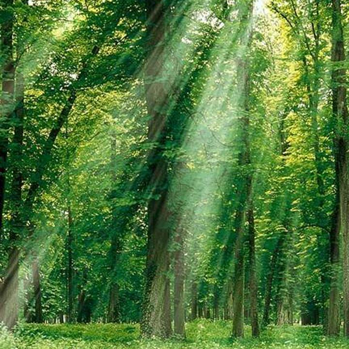 春夏秋冬又一春