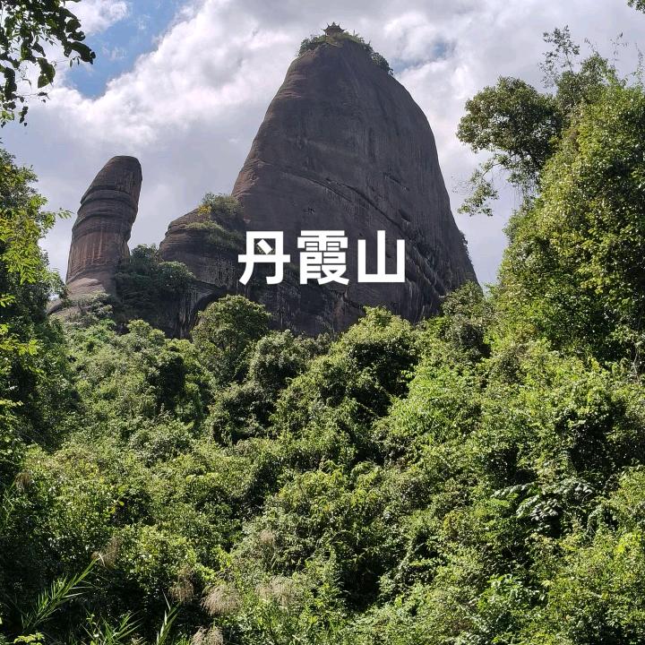 情感树