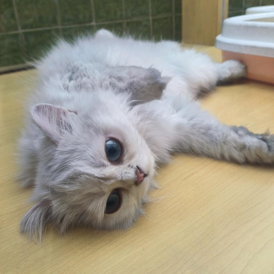 森泗