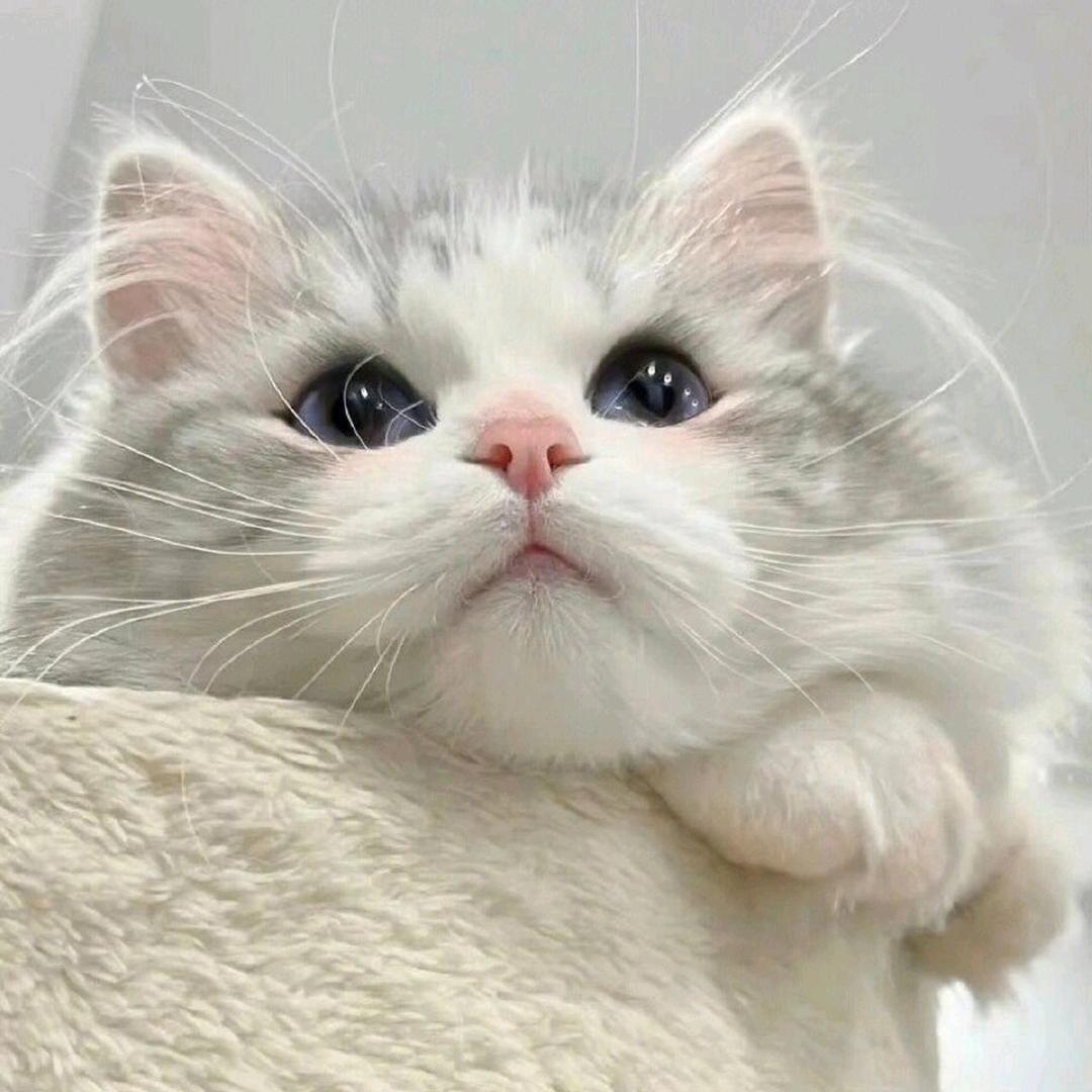 smile酱🐈