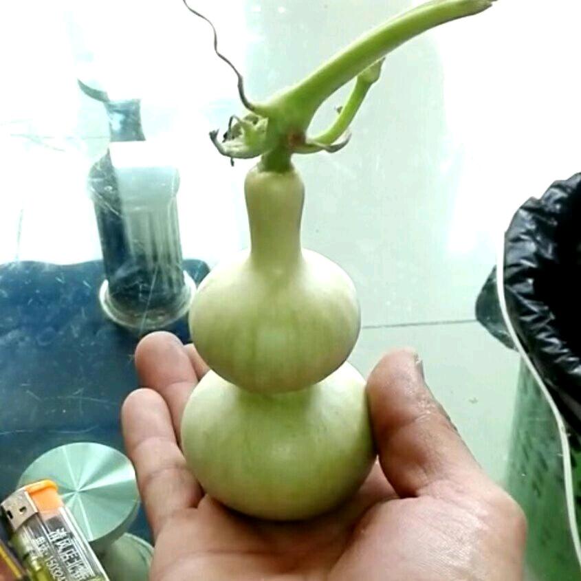 蓝金