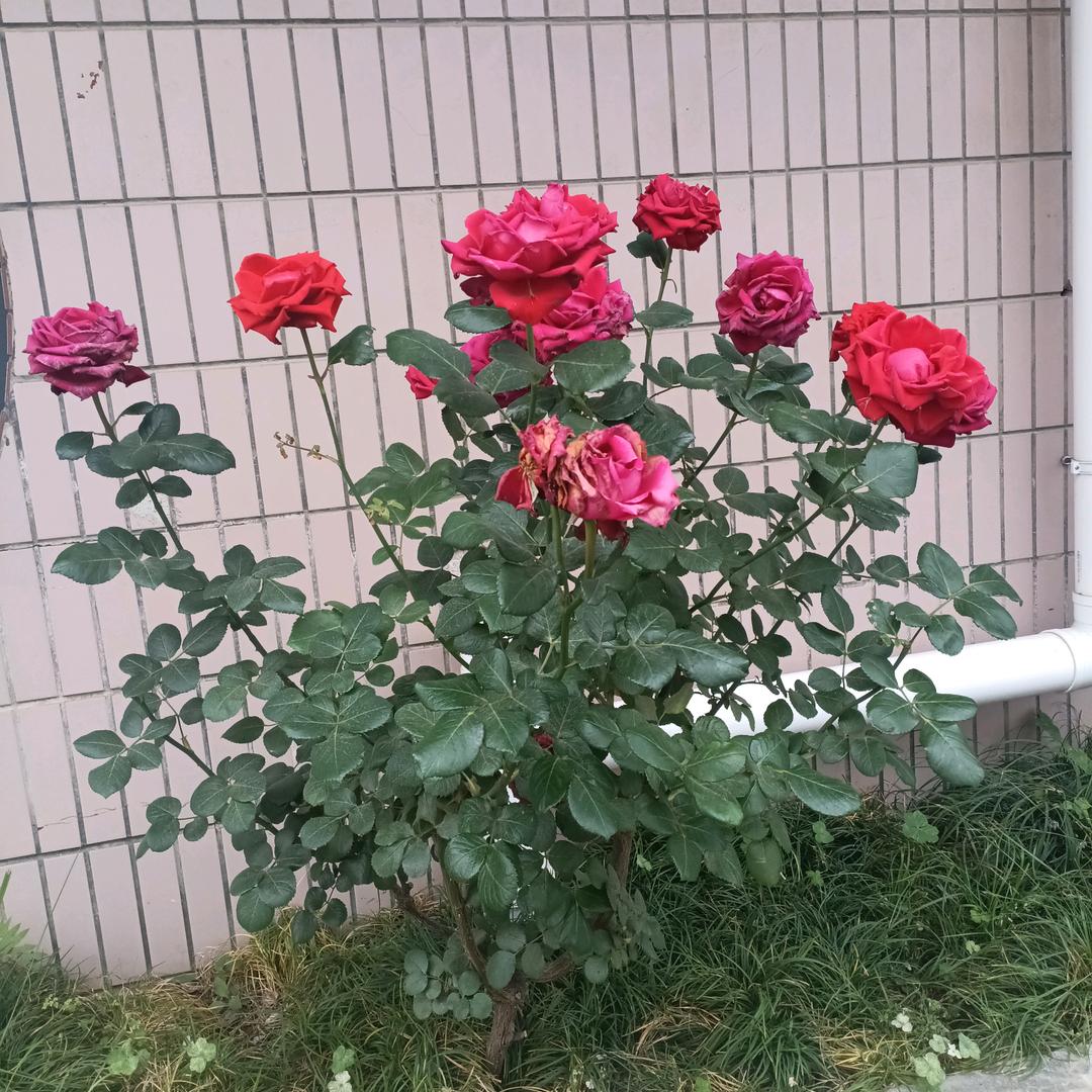 地地道道的农村人