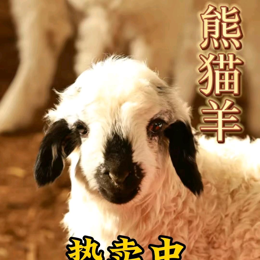 天山以南的羊肉