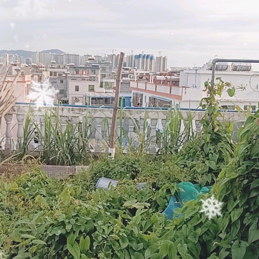 花花公子🌺