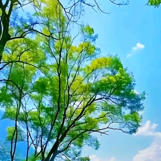 🌼向日葵🌻