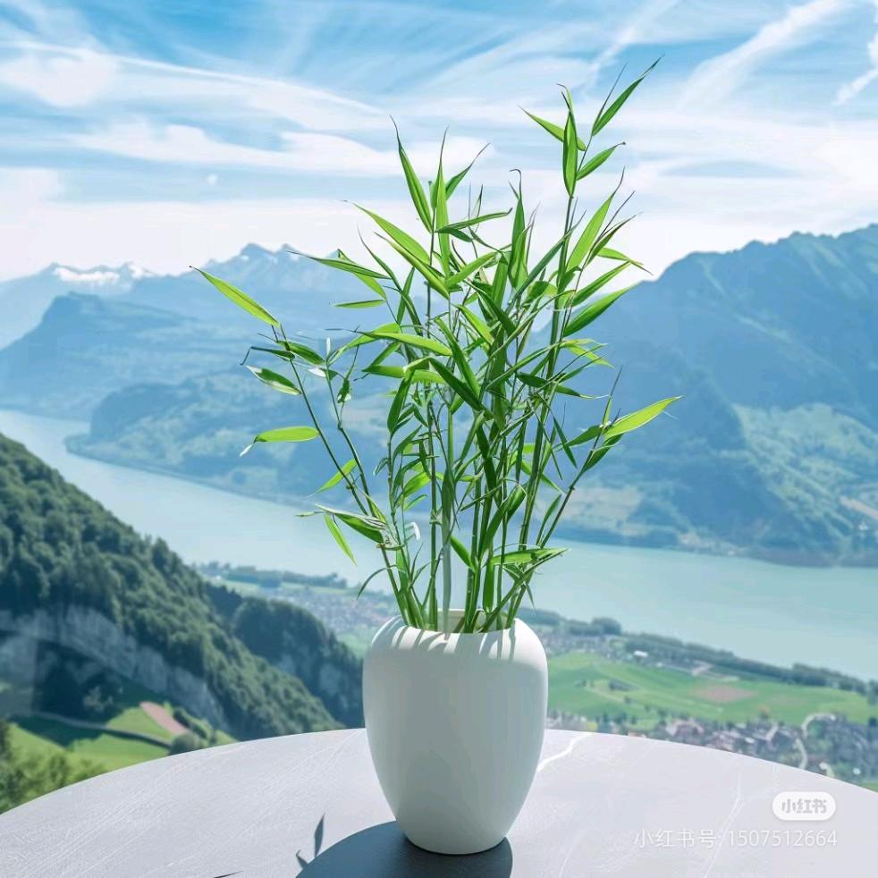 小虎牙