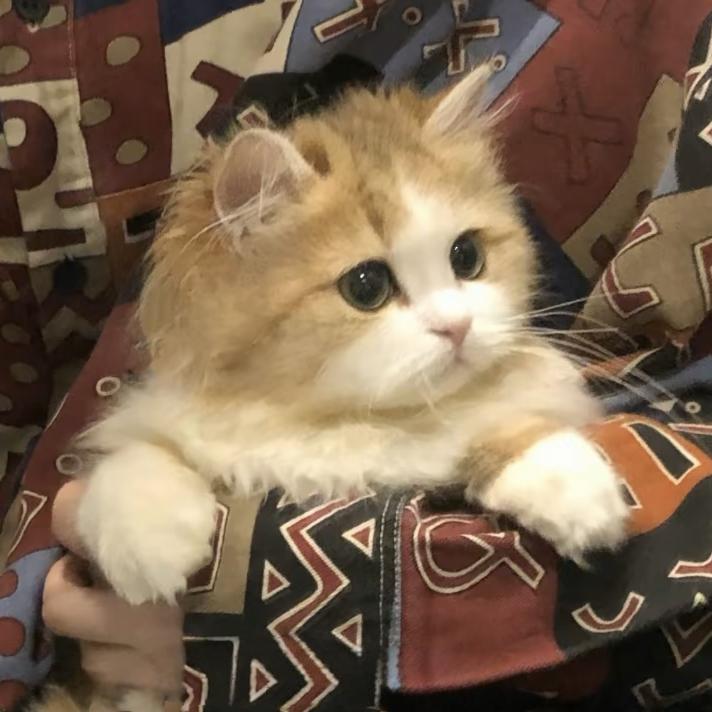懒猫921
