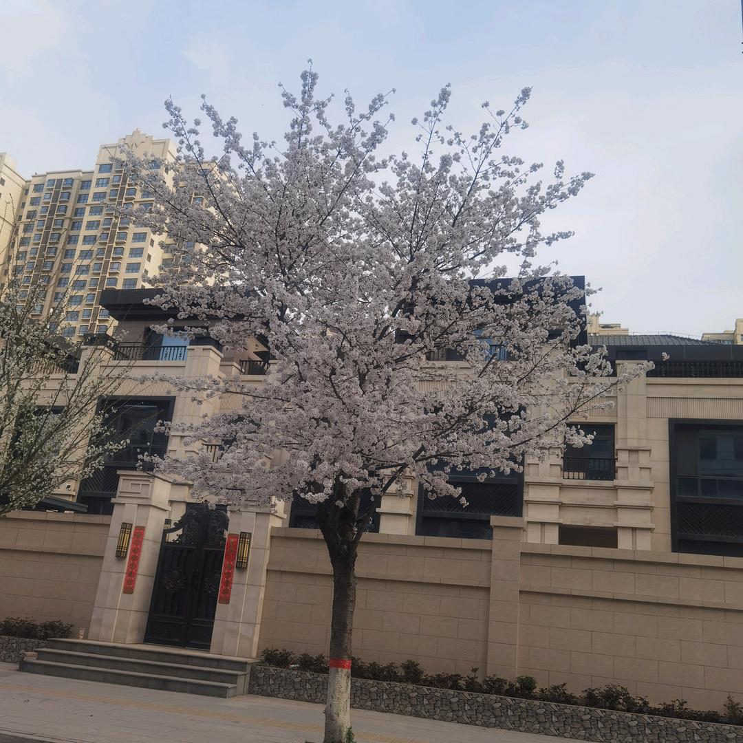小觀