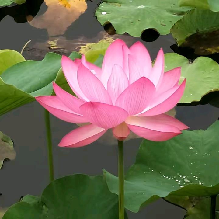 靠谁不如靠自己