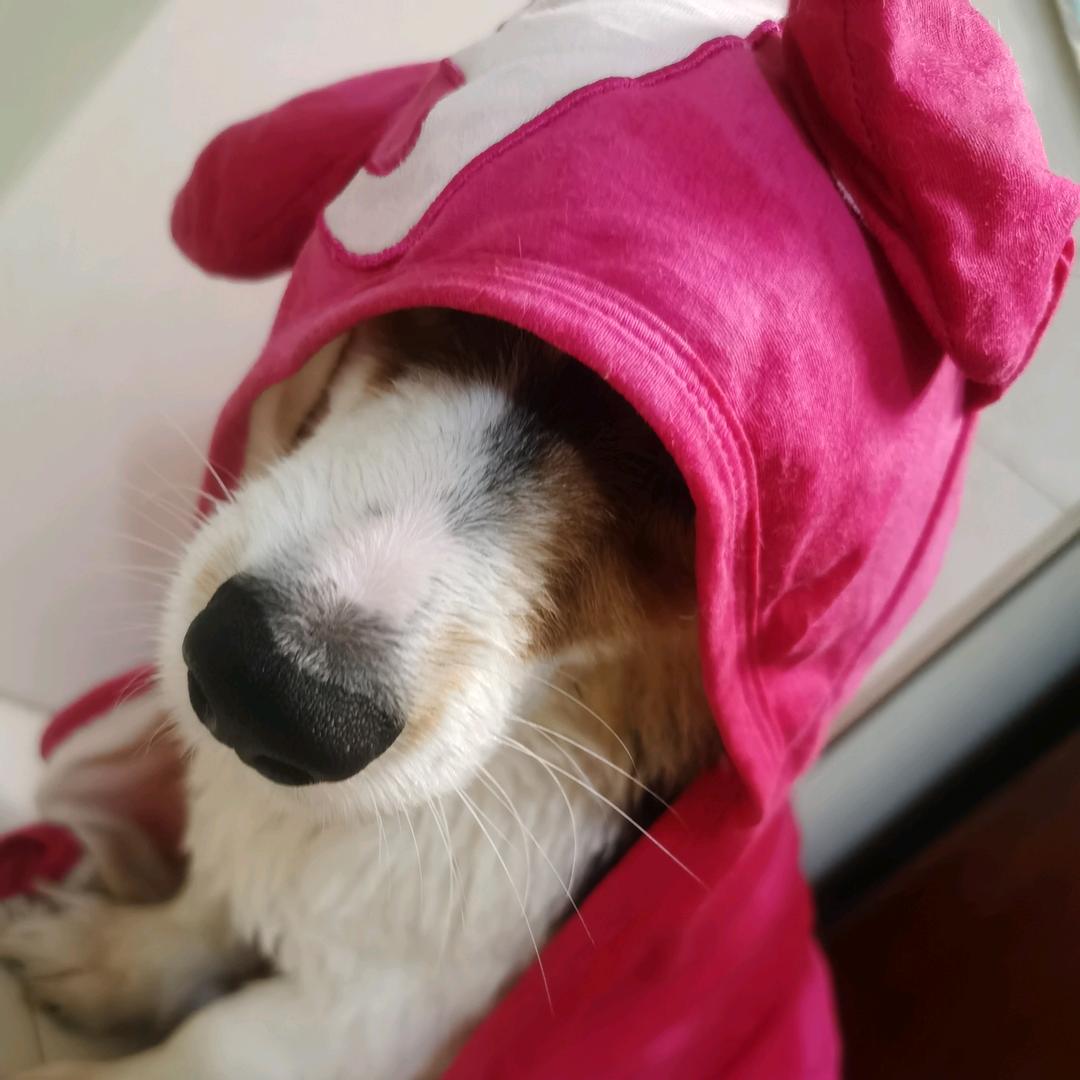 是老白呀