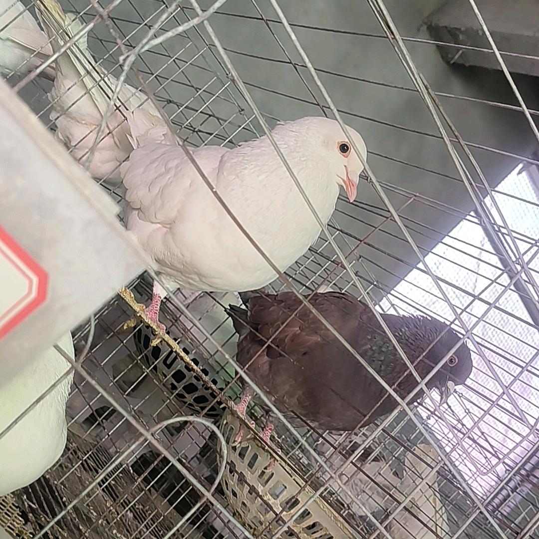 肉鸽养殖