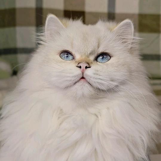 郴州家庭猫舍-小花家的喵