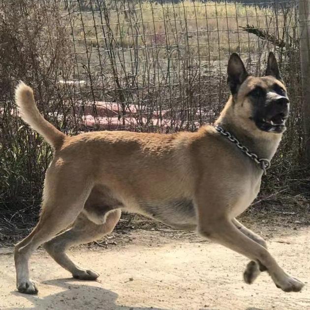 湖南犬友汇