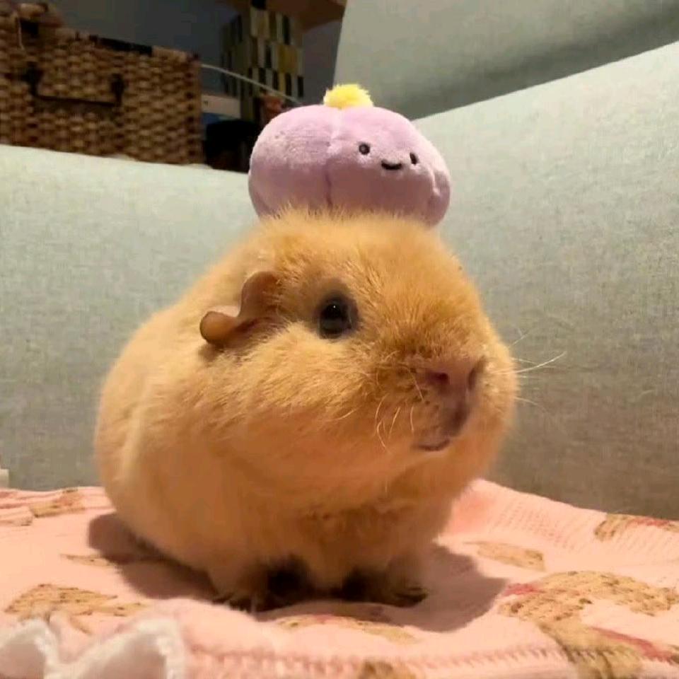 🍥🍧（被李沅禧回复版）