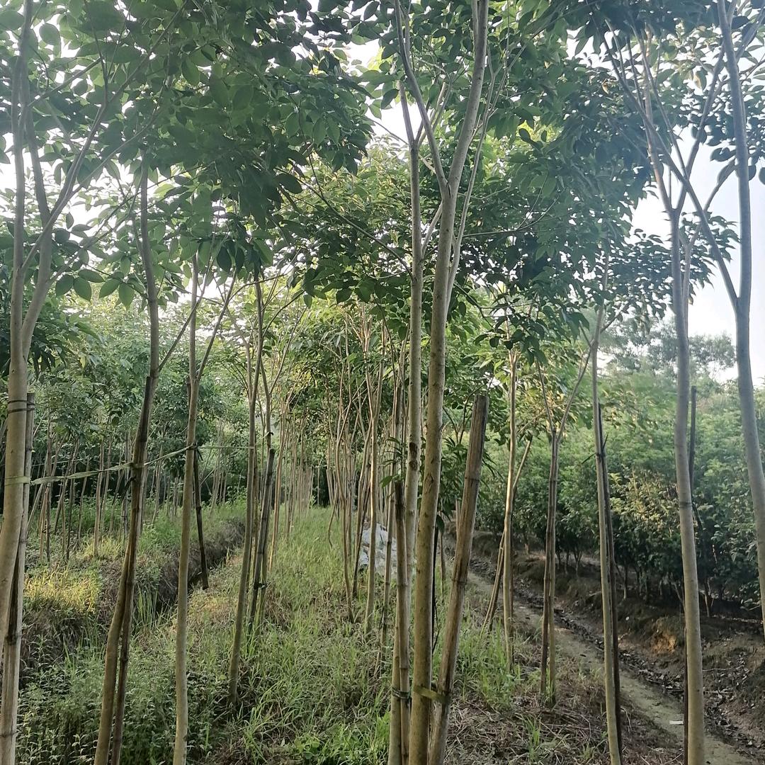 雅华