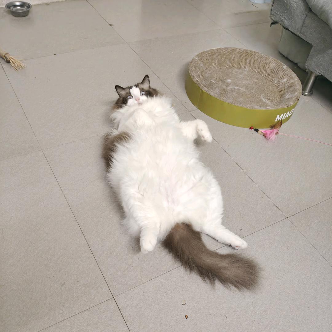 布依（马懂哥）