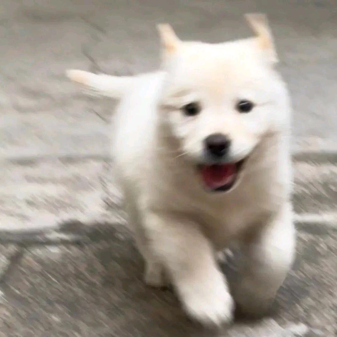 爱吃火龙果