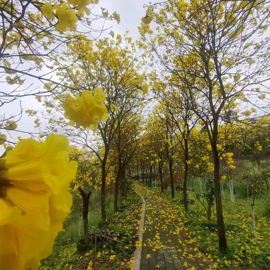 眷恋